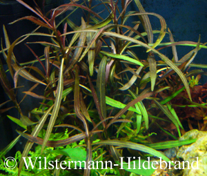 Unterwasserform von Hygerophila lancea