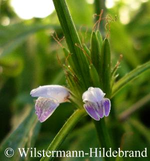 Blüten und Früchte von Hygrophila salicifolia
