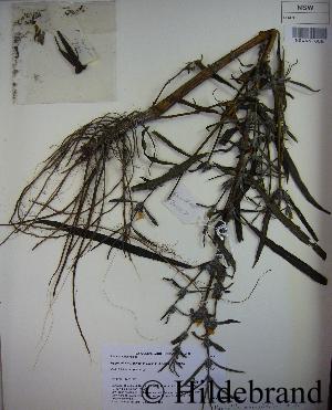 Herbarbeleg von Hygrophila salicifolia angustifolia