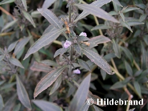 Hygrophila salicifolia dunkellaubige Form