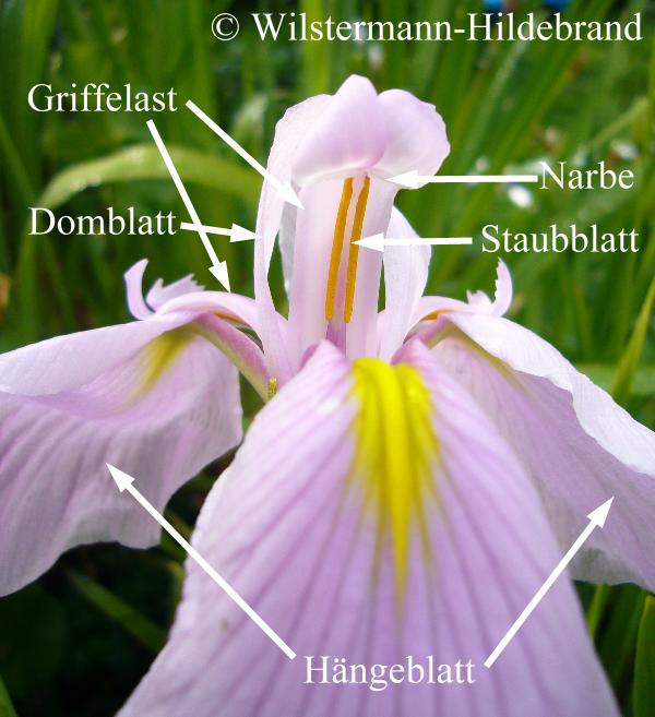 Irisblüte beschriftet
