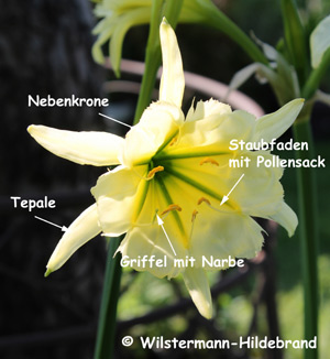 Blütenteile von Ismenocallis