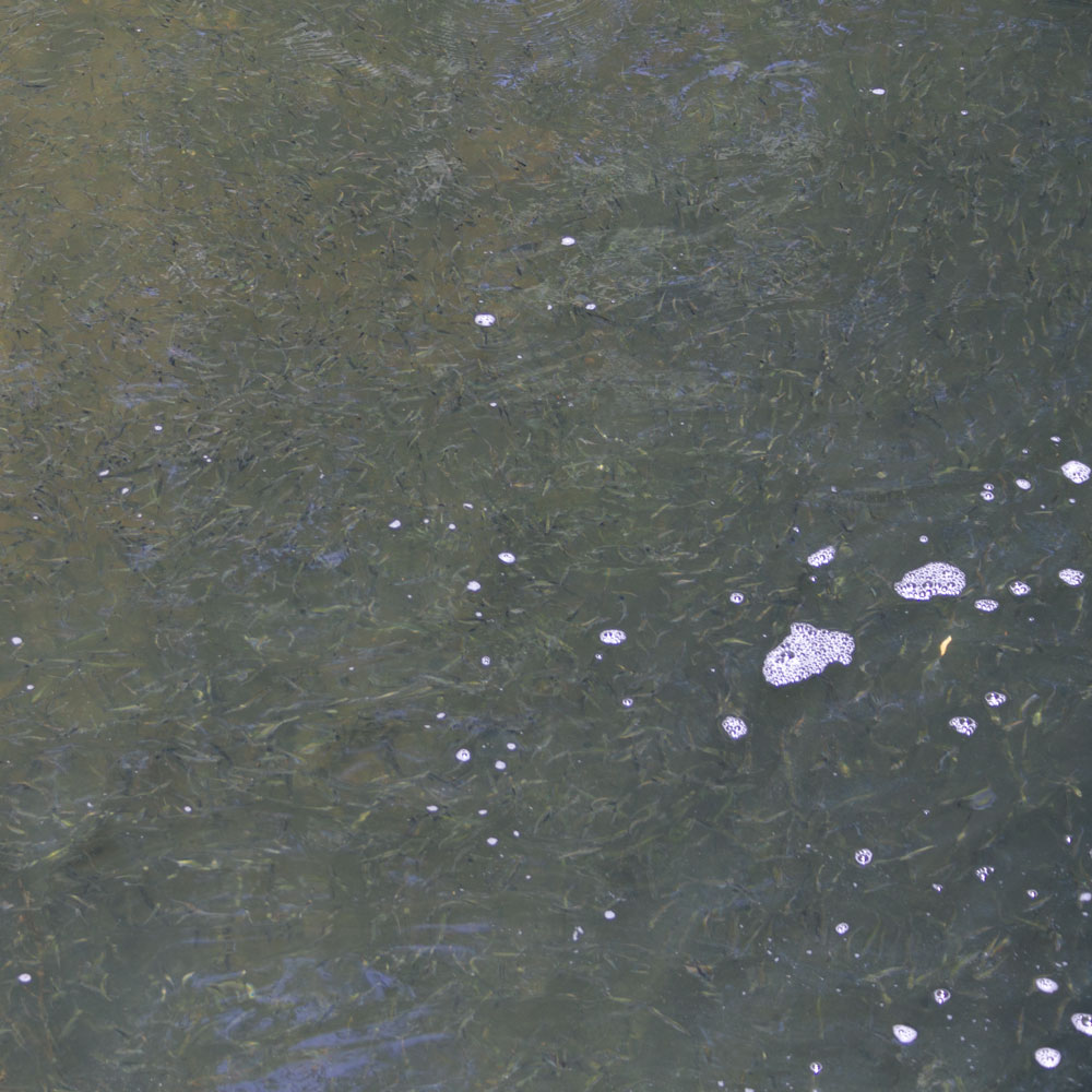 Jungfische im Abfluß des Kasterer Sees