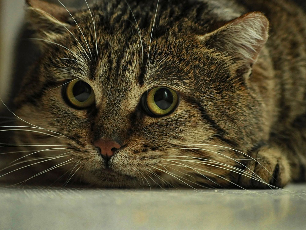 Bild von Pixabay ängstliche Katze