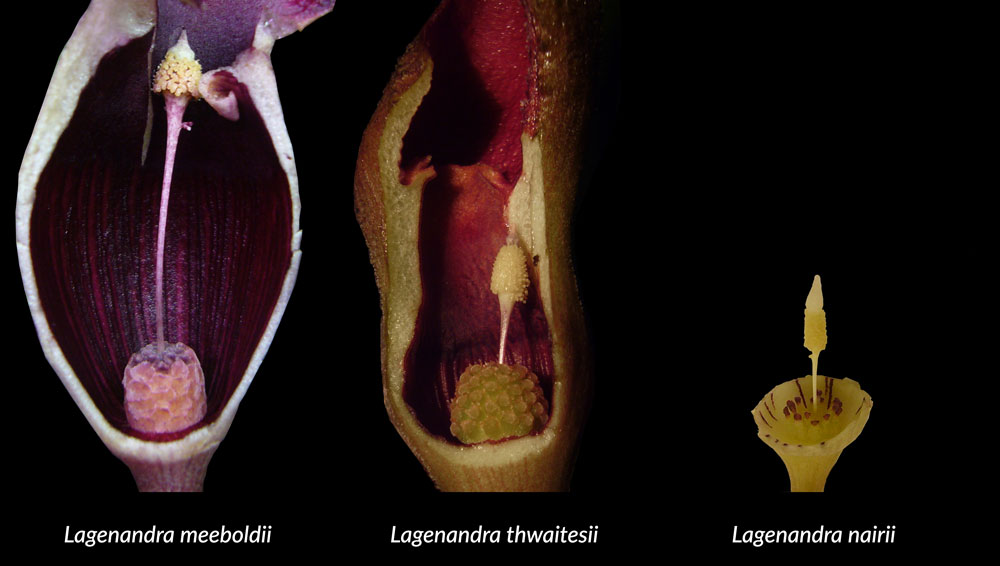Vergleich zwischen verschiedenen Lagenandra Blütenständen