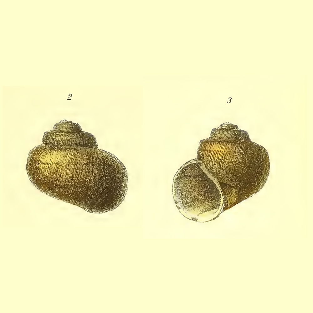 Gehäuse von Lanistes congicus aus Kobelt 1911 - 1915