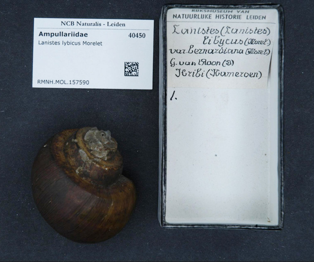 Gehäuse von Lanistes lybicus aus dem Naturkundemuseum in Leiden