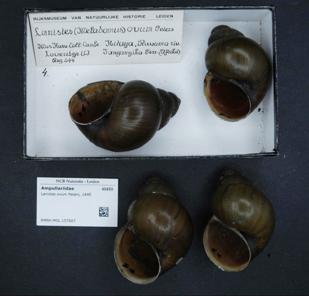 Gehäuse von Lanistes ovum aus dem Naturkundemuseum in Leiden
