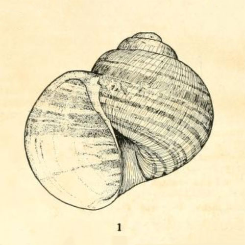 Abbildung von Lanistes pilsbry aus der Erstbeschreibung
