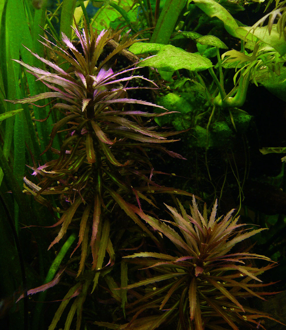 Limnophila aromatica im Aquarium
