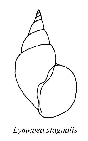 Skizze vom Gehäuse von Lymnaea stagnalis