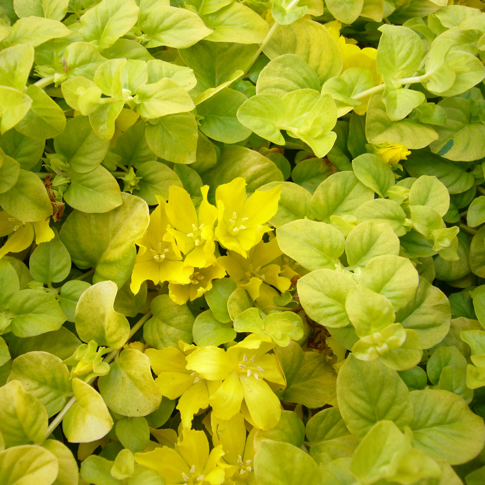 gelbe Form des Pfennigkrauts mit Blüten
