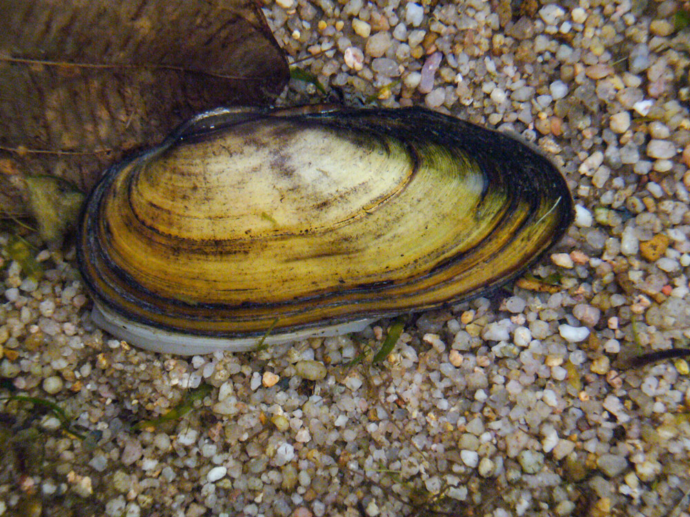 Echte große Süßwasser Muschel  Aquarium Bitterling Perlmutt Schnecke Deko