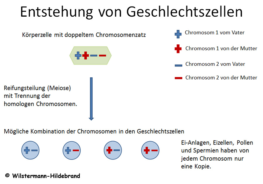Aufteilung von Chromosomen bei der Meiose
