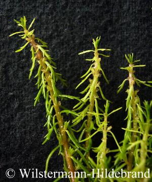 Detail von Myriophyllum_mezianum