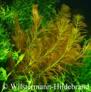 submerses Myriophyllum mezianum