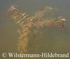 Tausenblatt in einem Teich