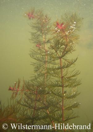 Unterwasserform des Ährigen Tausendblattes
