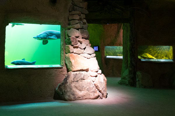 Blick in das Aquarium