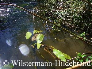 Schwimmblätter von Ottelia ovalifolia