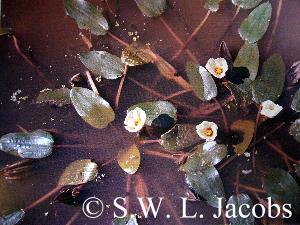 Blüten von Ottelia ovalifolia