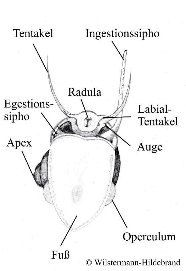 Anatomie von Pomacea