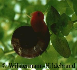 rote Posthornschnecke Planorbarius corneus
