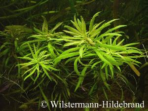 Unterwasserform des alten Pogostemon stellatus