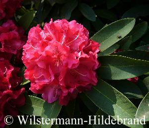 Rhododendron-Hybride