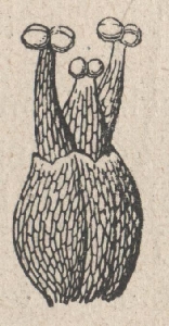 Zeichnung einer Blüte von Lemna minor
