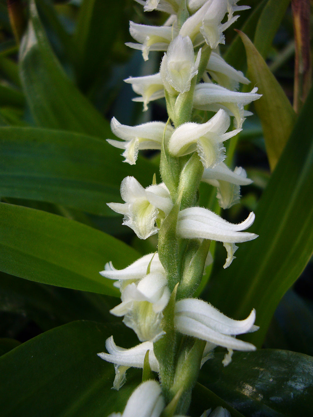 Blüten von Spiranthes odorata