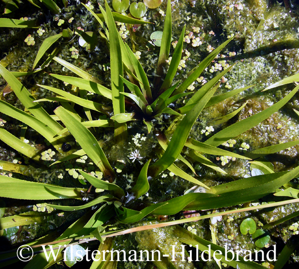 Algen in einem Teich mit Stratiodes aloides