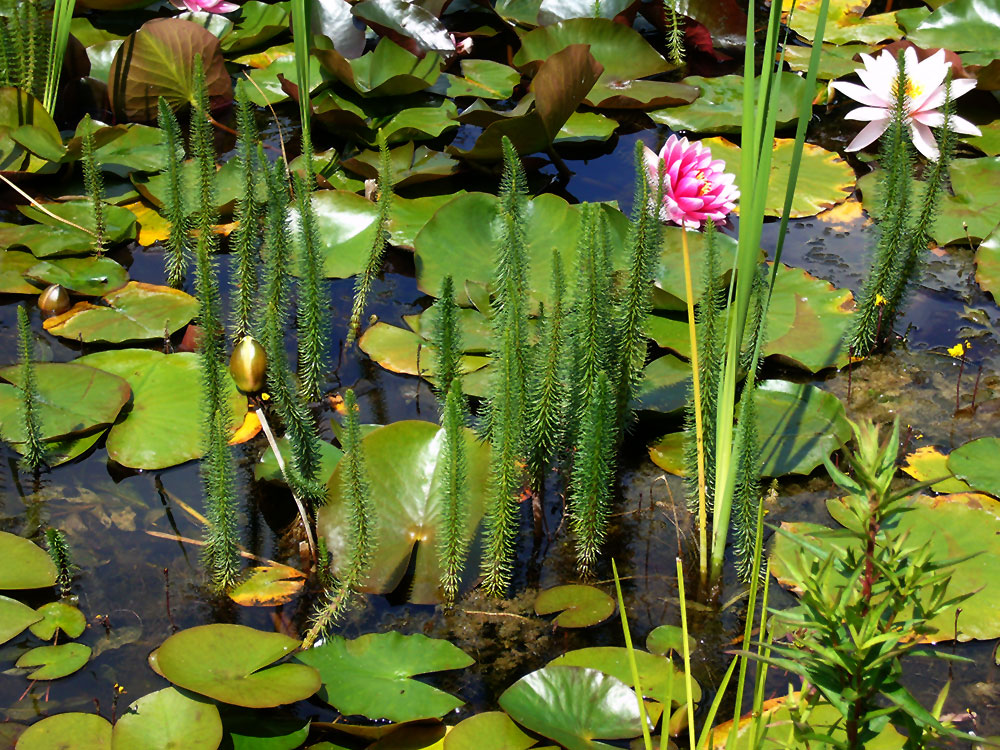 Tannenwedel in einem Teich mit Seerosen
