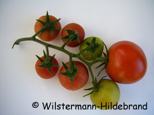 Tomaten aus unbefruchteten Blütene