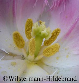 Blick in die Blüte einer Tulpe