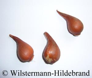 Tulipa humilis Zwiebeln