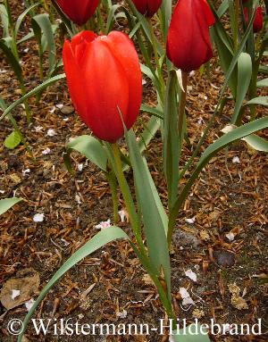 Tulipa wilsoniana