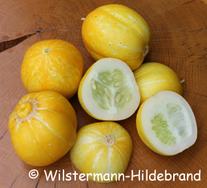 gelbe runde Früchte bei der Zitronengurke